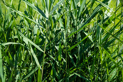 Morning scene landscape of Cogon grass blowing in the wind with shallow depth of field.