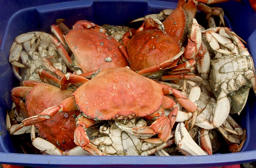 Freshly cooked Dungeness Crab for a festival