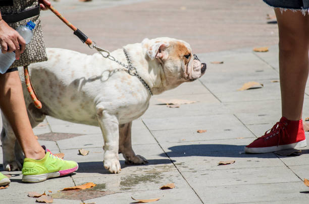 White dog on a leash looking to the side. Sao Francisco do Conde, Bahia, Brazil.