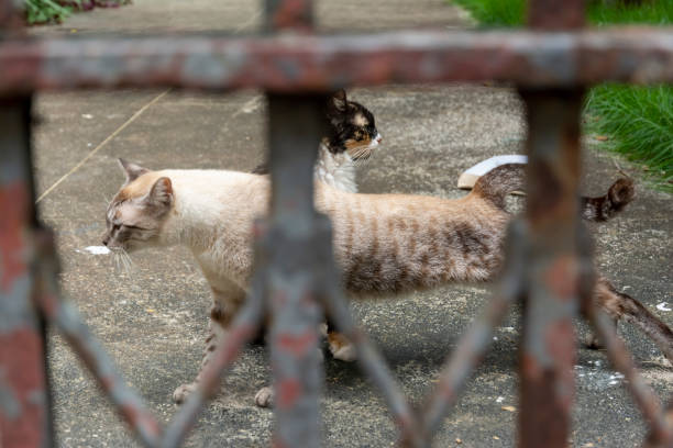 istock Abandoned cats seen in a private location. 1401617290