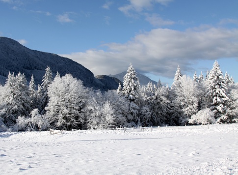 Snowy pasture near Port Angeles, Washington