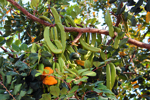 Unripe pods of Carob tree, or Ceratonia siliqua