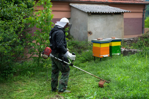 The beekeeper mows grass around bee hive in garden stock photo