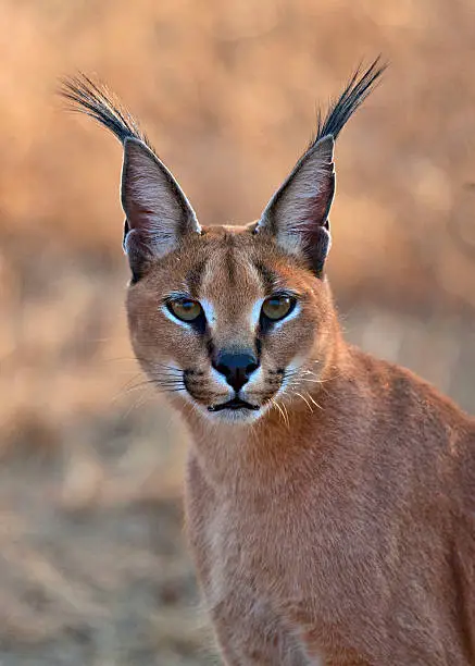 Caracal starring into the Camera.