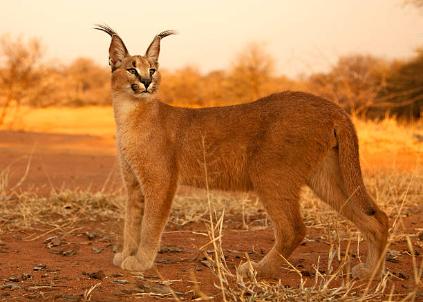 Caracal Caracal staring in South Africa Kruger National Park caracal photos stock pictures, royalty-free photos & images