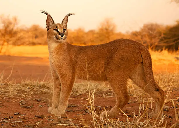 Caracal staring in South Africa Kruger National Park