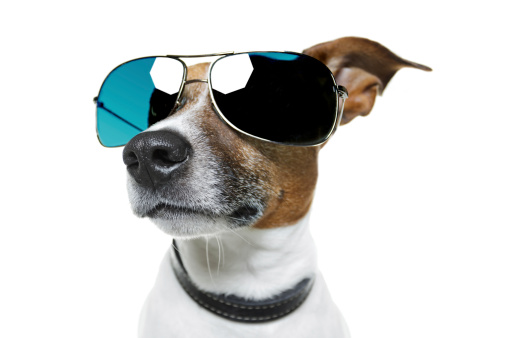 dog with shades