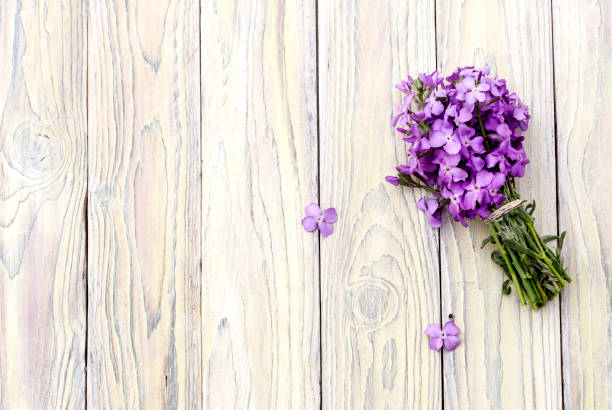 Beautiful daisy and dried camellia petals photographed on a white table