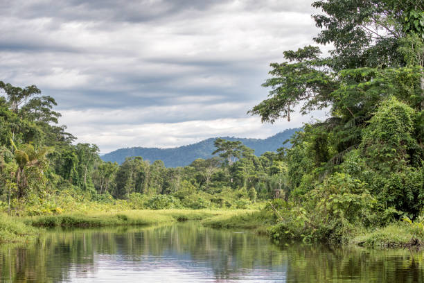 istock Peaceful stream in the Amazon rainforest in Manu National Park, Peru 1401621713