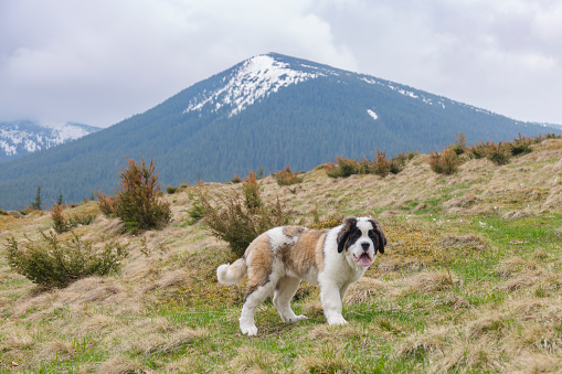 Saint Bernard (Alpine Spaniel) dog in mountains. The breed has become famous through tales of Alpine rescues, as well as for its large size, and gentle temperament.