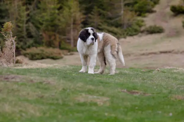 Adorable young puppy Saint Bernard (Alpine Spaniel) dog on the green grass forest background