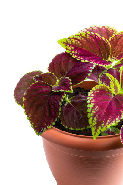 istock Germinating baby coleus plant in brown pot isolated on white 1401622087