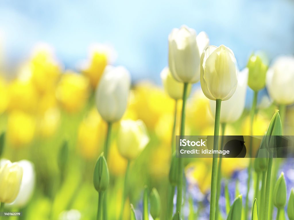 Bonito Flores de Primavera - Royalty-free Amarelo Foto de stock