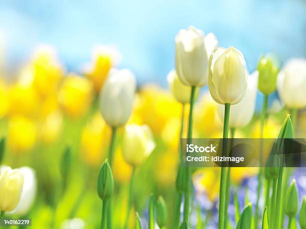 Bonito Flores De Primavera - Fotografias de stock e mais imagens de Amarelo - Amarelo, Amor, Ao Ar Livre