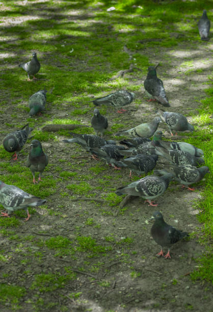 Pigeons on the lawn.