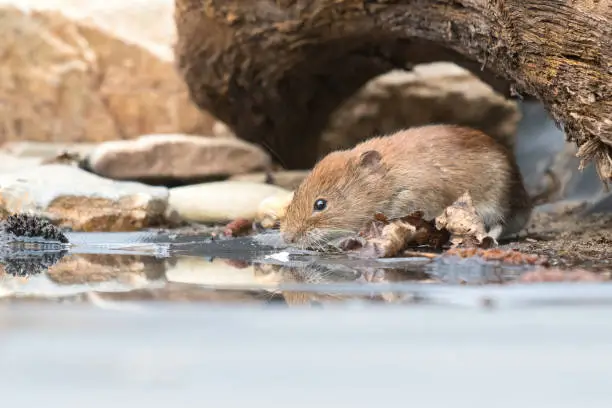 The bank vole (Myodes glareolus)