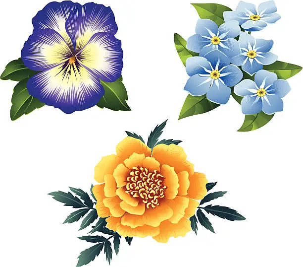 Vector illustration of Garden Flowers