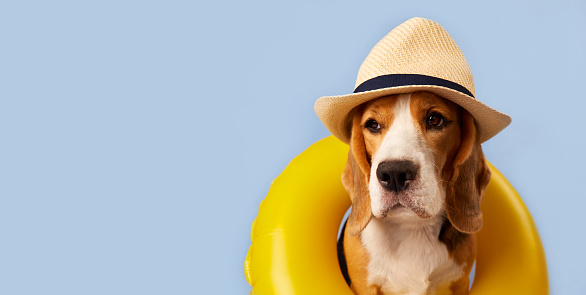 A beagle dog in a straw hat and an swimming circle on a blue background. Banner. The concept of a summer holiday by the sea. Copy space.