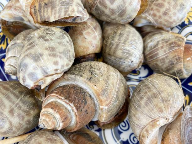 coquille de babylone tachetée grillée sur plat - sea snail photos et images de collection