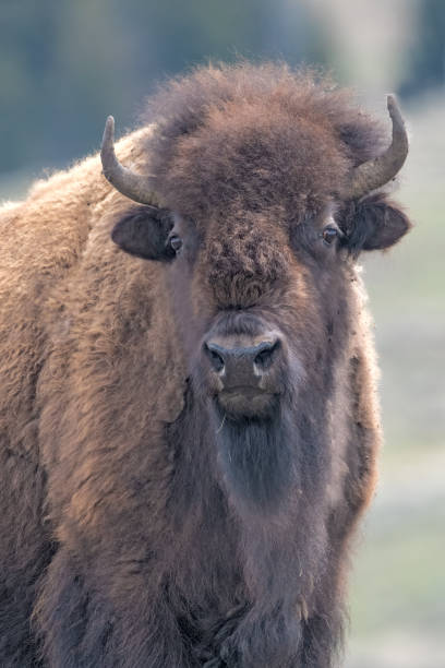 istock Portrait of a young bison (or buffalo) bull 1401625617