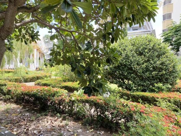 istock flower garden in Chachoengsao Thailand 1401626339