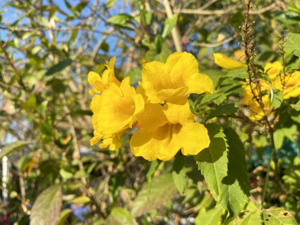 istock Tecoma stans flower in nature garden 1401626639