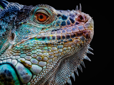 Venomous purple-spotted pit viper, native of Thailand. This one lives in captivity.