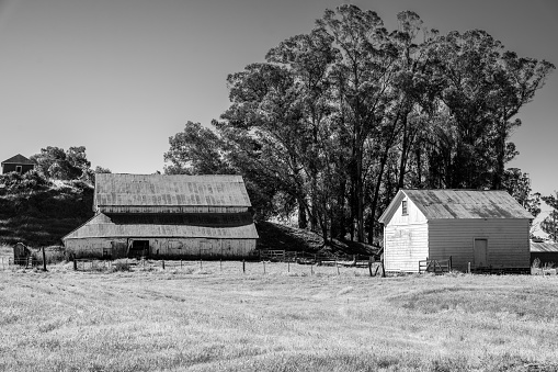 High contrast image of white weathered barns and grassy fields.