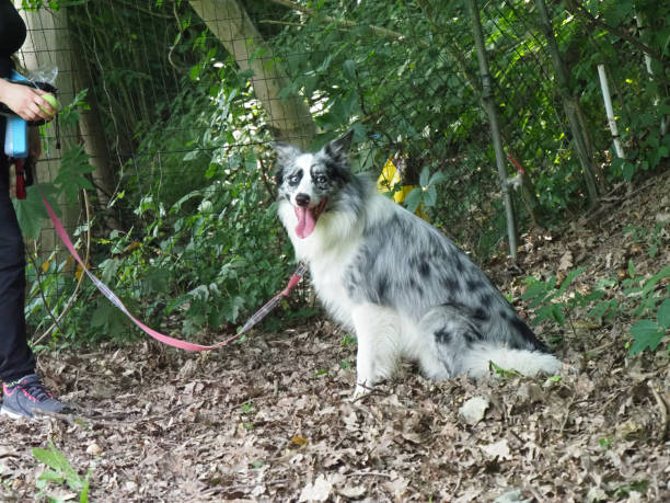 istock blue eyed grey white black border collie dog 1401631506
