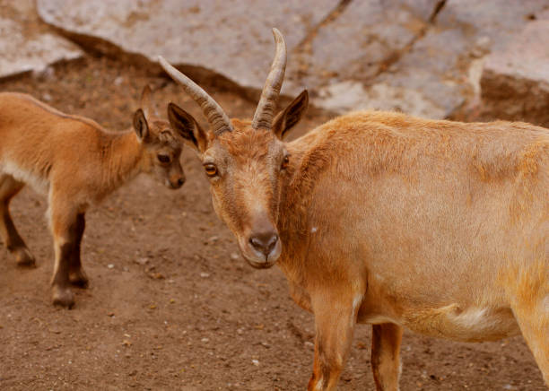 istock mountain goat family 1401635444