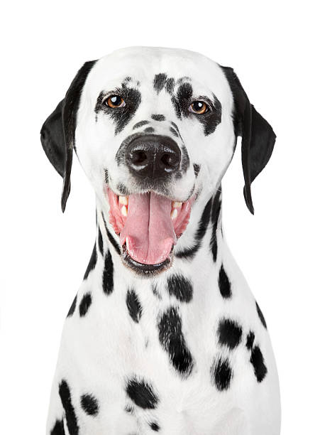 istock Portrait of a smiling Dalmatian 140163663
