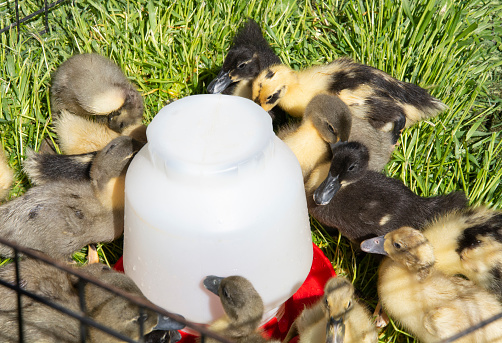 Baby duck ducklings in wire fencing surrounding plastic watering bowl