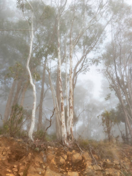 Eucalyptus trees shrouded in fog