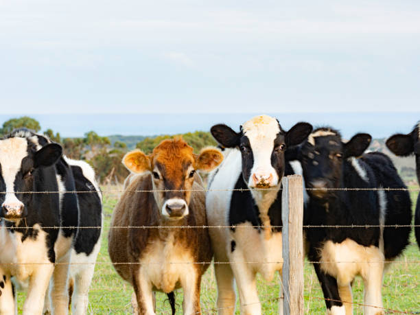 close up of cows looking at camera - barbed wire rural scene wooden post fence imagens e fotografias de stock