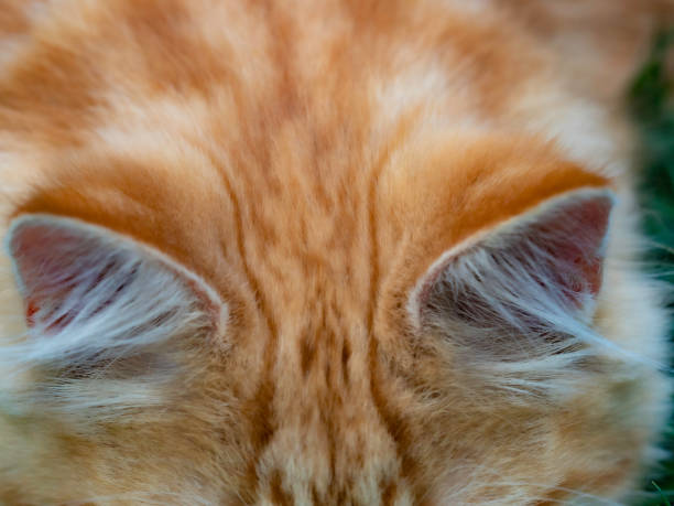 istock Close up of ginger tabby cats ears 1401637361