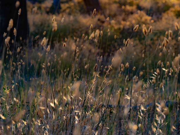 tall herbe au coucher du soleil - grass tall timothy grass field photos et images de collection