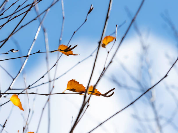 istock Individual yellow autumn leaves 1401637419