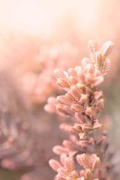 istock Pink plants and pink background 1401638410