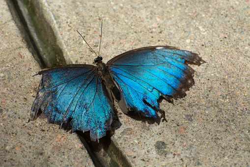 Battus philenor, the pipevine swallowtail or blue swallowtail, is a swallowtail butterfly found in North America and Central America. This butterfly is black with iridescent-blue hindwings. Sonoran Desert near Tucson, Arizona.