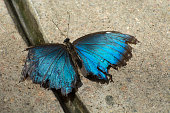 Blue morpho butterfly with tattered weathered wings