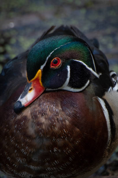 istock Wood duck drake 1401638576