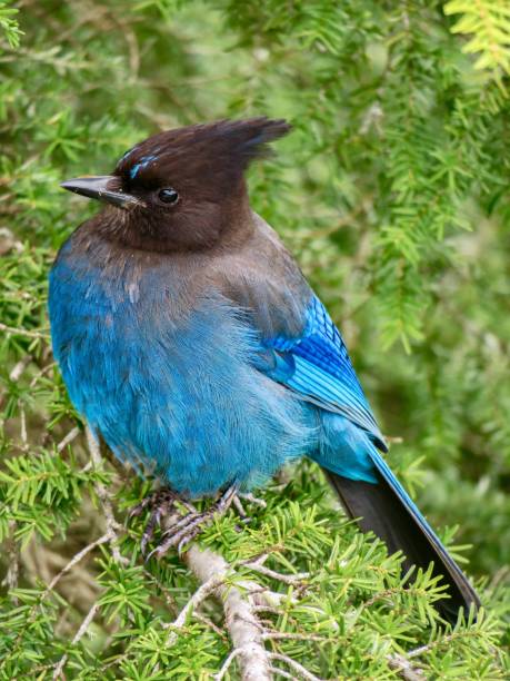 istock A Steller's Jay in the Canadian Forest 1401639109