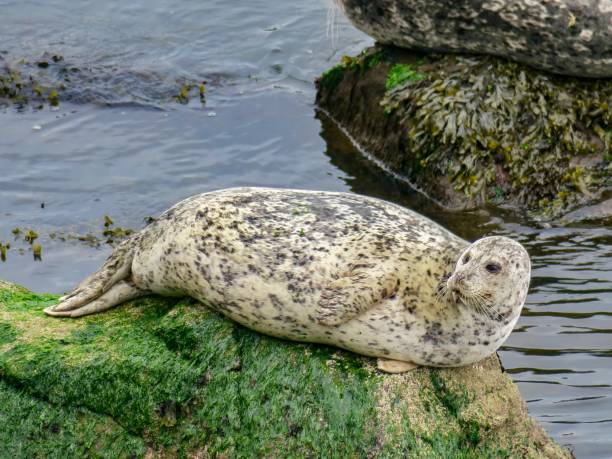 istock The Harbor Seal in Canada 1401639187
