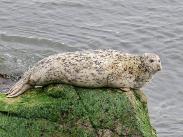 istock The Harbor Seal in Canada 1401639207