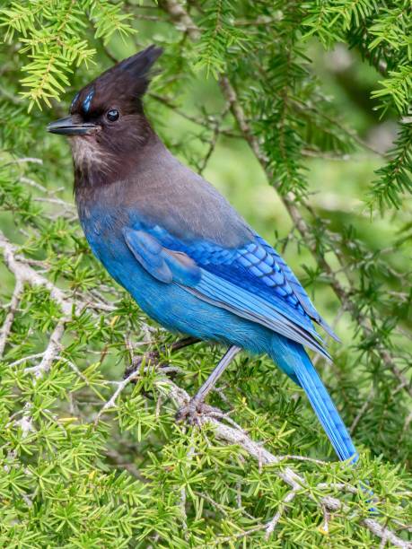 istock A Steller's Jay in a Canadian Forest 1401639261