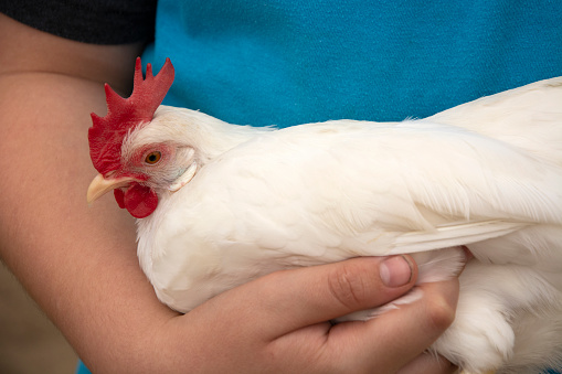 White bantam leghorn chicken with red comb held in arms of boy