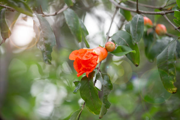 Pomegranate blossoms on the tree and in fair light.
