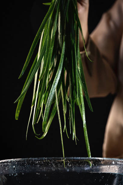 istock Cleaning fragrant-flowered garlic, Chinese chives, leeks, the process of making traditional Chinese food dumplings - stock photo 1401647008