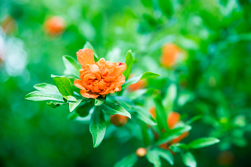 Osmanthus fragrans with orange blossoms