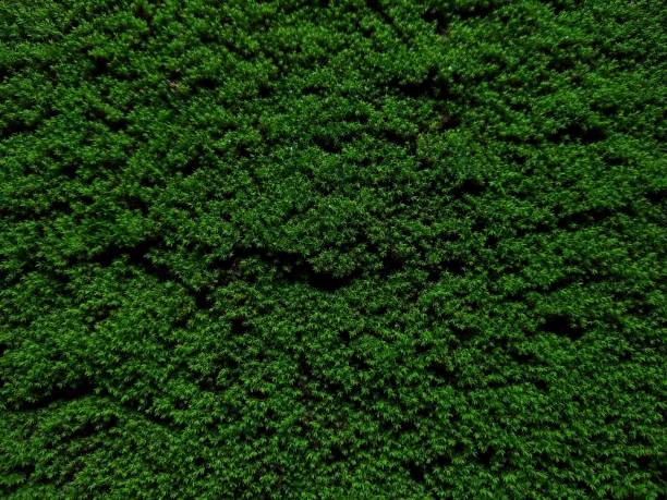 istock green moss wall background, close-up view 1401651654